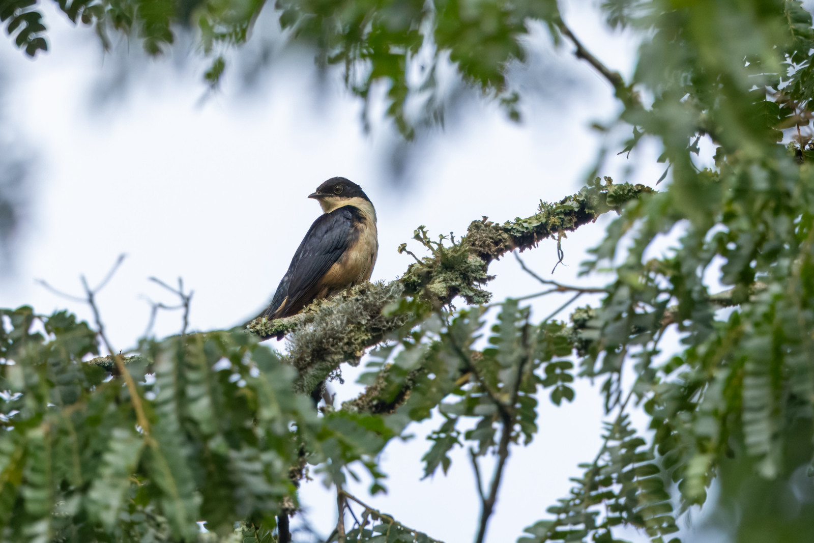 image Sharpe's Starling